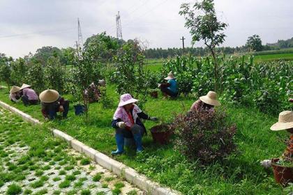 羅湖綠化管理工程設(shè)計(jì)施工,專業(yè)修剪隊(duì)伍