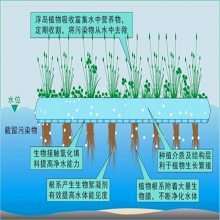 【各種人工浮島漂浮浮島生態(tài)浮床河道綠化水生植物種植養(yǎng)護施工圖片】各種人工浮島漂浮浮島生態(tài)浮床河道綠化水生植物種植養(yǎng)護施工