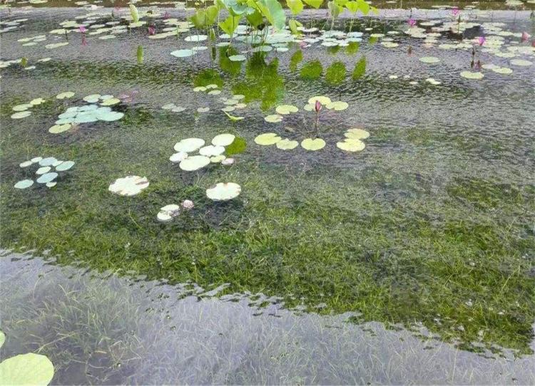 晉中市沉水植物種植