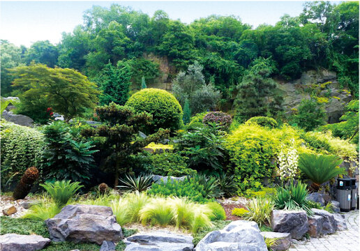 【文科設計手冊】主要綠化分類種植要點──水生植物與巖生植物栽植