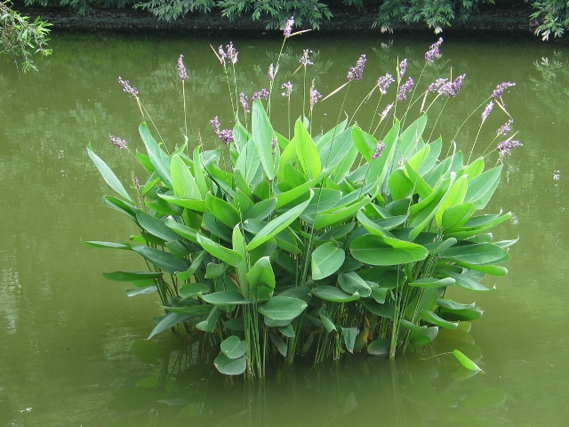 水生花卉植物人工濕地種植浮島綠植再力花觀賞花卉再力花挺水植物